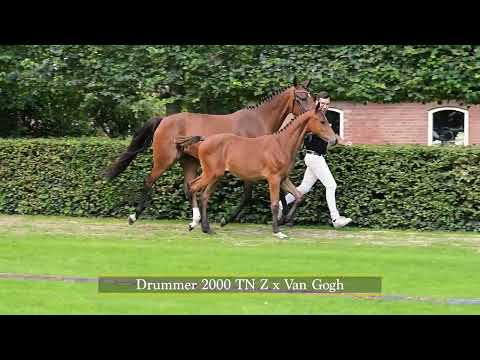 4 Vayana Salland (Drummer 2000 TN x Van Gogh x Zeus)