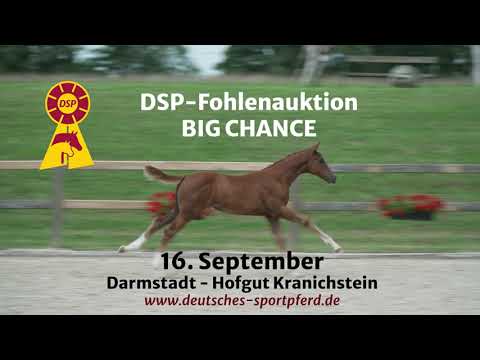 Trailer Big Chance 2023 DSP Deutsches Sportpferd