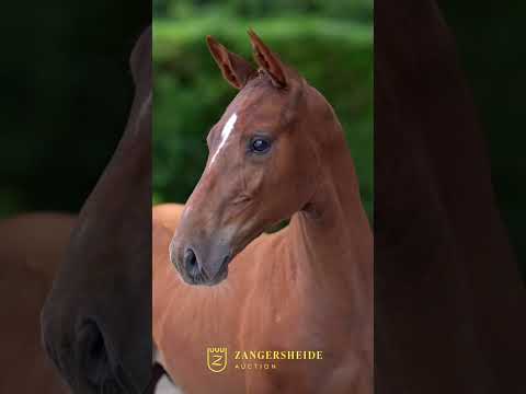 Zangersheide Online Fohlenauktion Part II