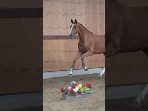 Horse Auction Belgium