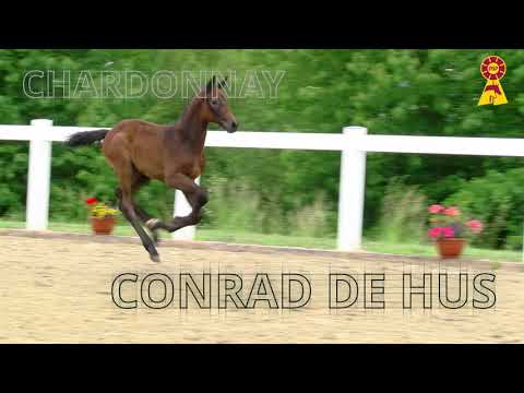 DSP Auktion Aach-Hegau
