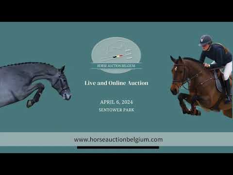 Horse Auction Belgium