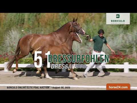 Borculo Elite Foal Auctions