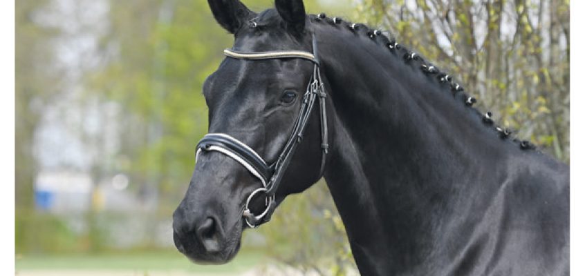 Vechta: Welcome to Black