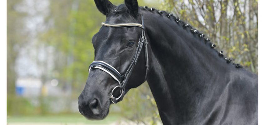 Vechta: Welcome to Black