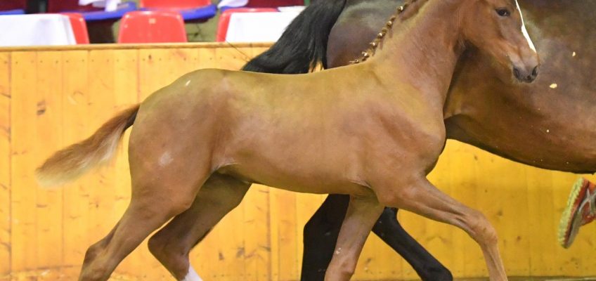 Fantasy erfüllt Sommerträume in Vechta