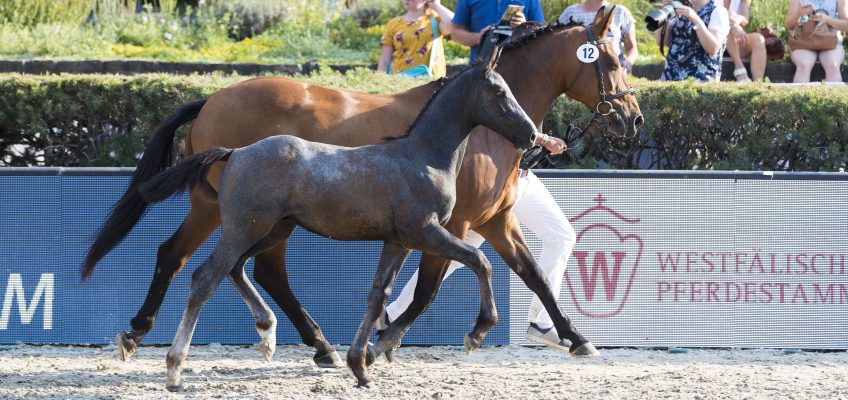 Global Jumping Berlin –   Fohlenauktion begeistert im Sommergarten