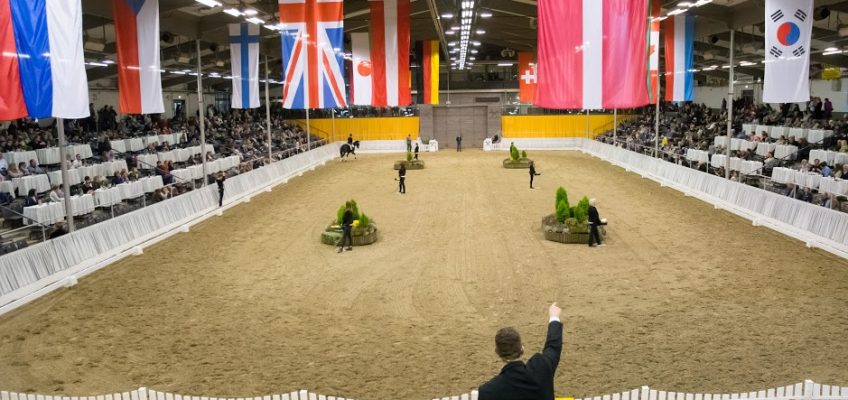 Fohlenauktion bei Verden International