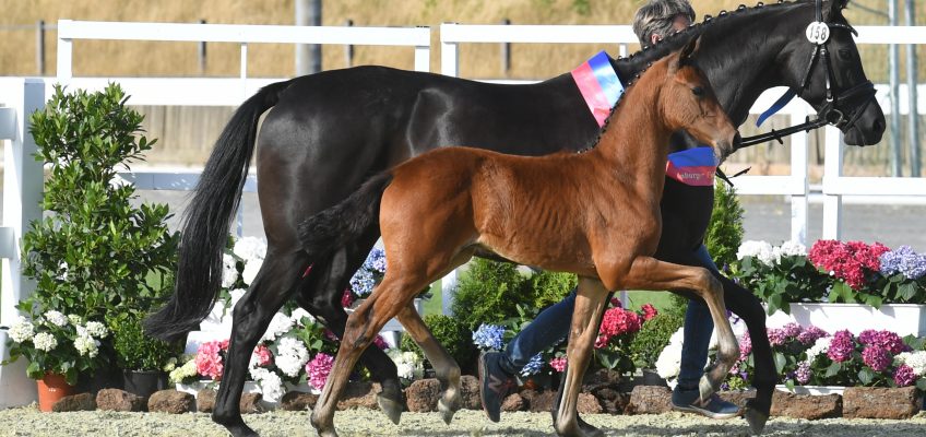 Vechtaer Fohlenchampionat glänzt mit hochkarätigen Talenten