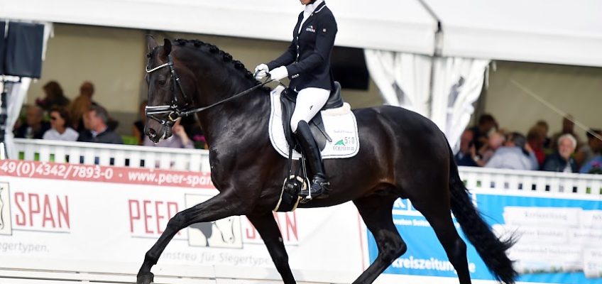 Hannoveraner Reitpferde-Champions gesucht – Verden International