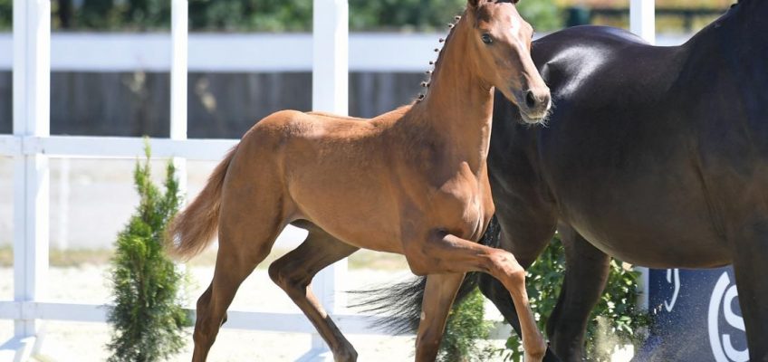 Champion Power in Vechta