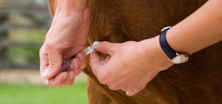 Equines Herpesvirus: Informationen zu Impfung und möglicher Impfpflicht