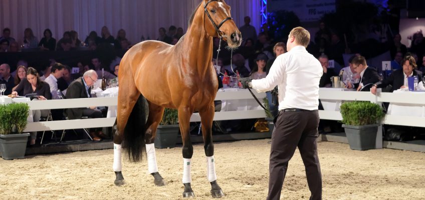 14. Springpferdeauktion bei Holger Hetzel