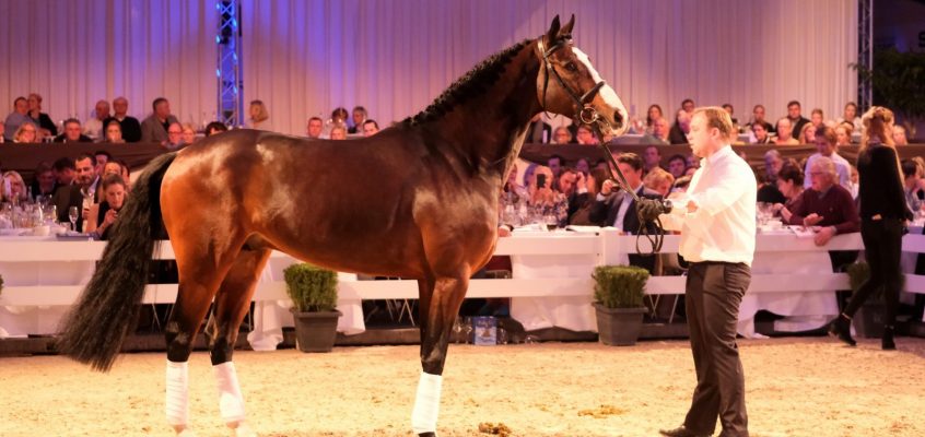 Rekordpreis für Dallas VDL-Sohn Dacantos