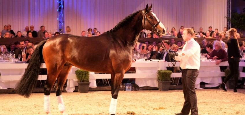 Rekordpreis für Dallas VDL-Sohn Dacantos