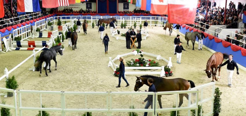 Oldenburger Hengst-Tage: Zeitplan & Livestream