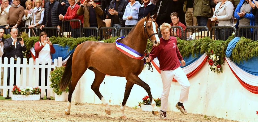 Holsteiner Siegerhengst 2018: Cadilo
