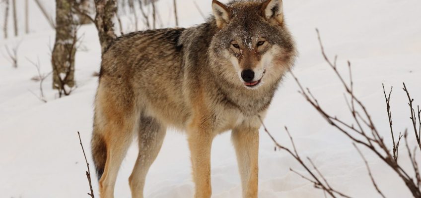 Wolf tötet Ponyfohlen in Stöcken