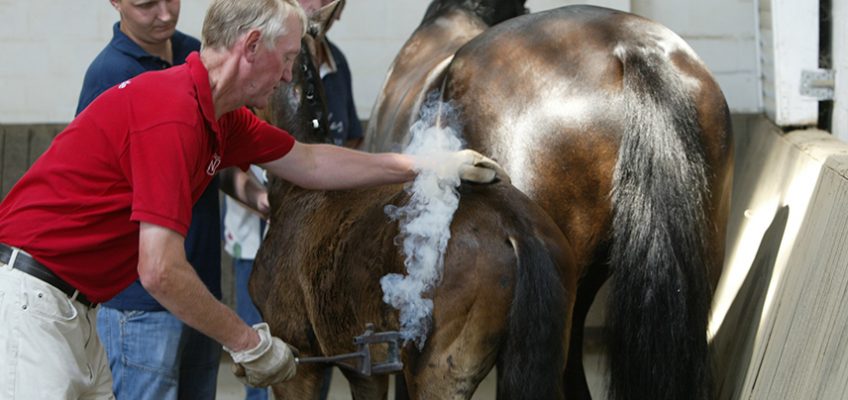 Schenkelbrand: Alte Tradition endet zum Jahresablauf