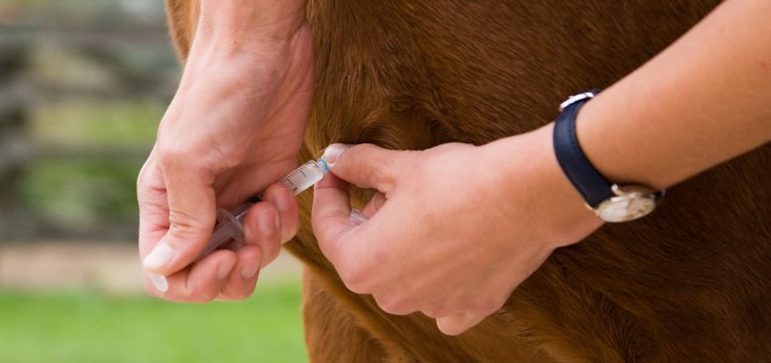 Influenza-Viren: Auch bei Pferden hilft nur das Impfen