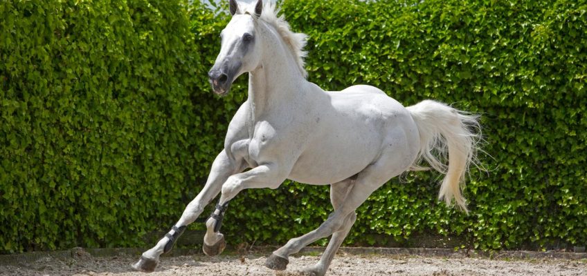 Springstar Cardento lebt nicht mehr