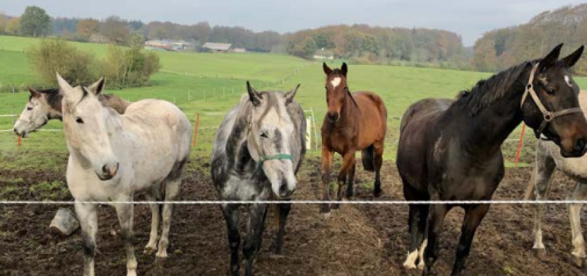 60 Holsteiner mit besten Pedigrees gerettet, jetzt folgt die Versteigerung