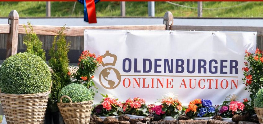Oldenburger Elite-Fohlenauktion hat Online-Premiere