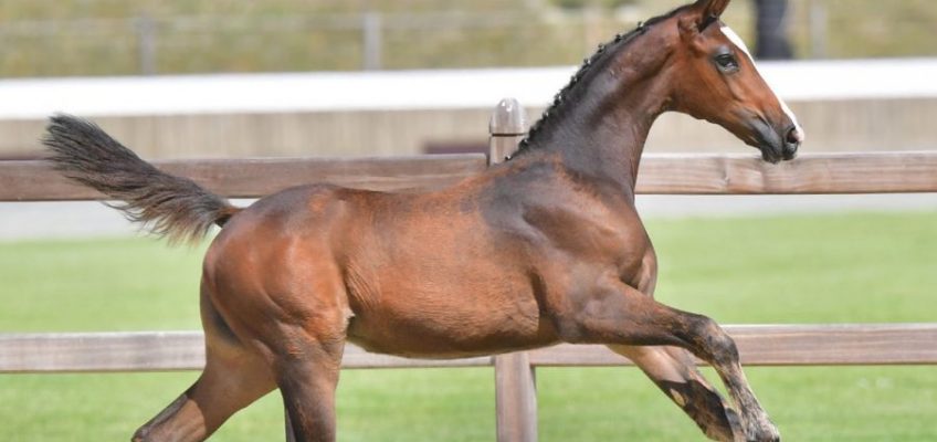 Medaillengewinner stellen die Preisspitzen in Vechta