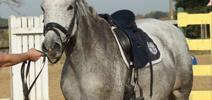 FN will Ausnahme für Pferde im Kaufrecht erreichen