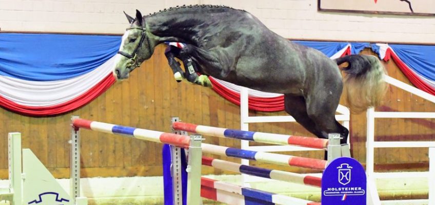 Zweite Holsteiner Winter-Chance: Auktionslot ist online