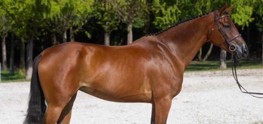 Top-Premiere von Horse.Auction – Fortsetzung folgt!