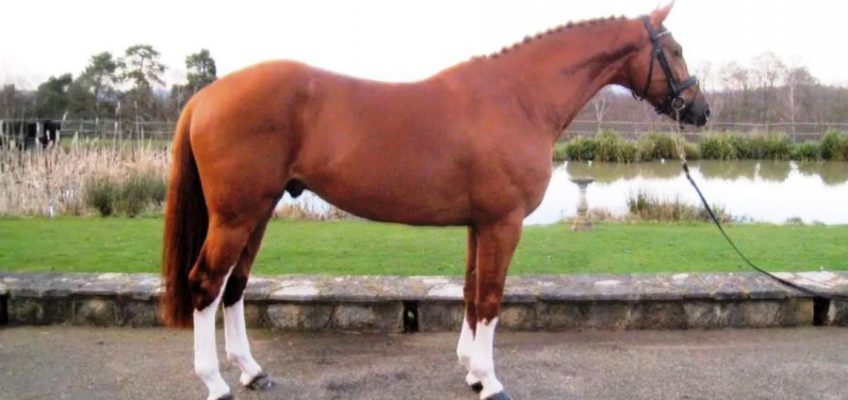 Traurige Nachricht aus Riesenbeck: Annelies Vorsselmans Pferd eingeschläfert