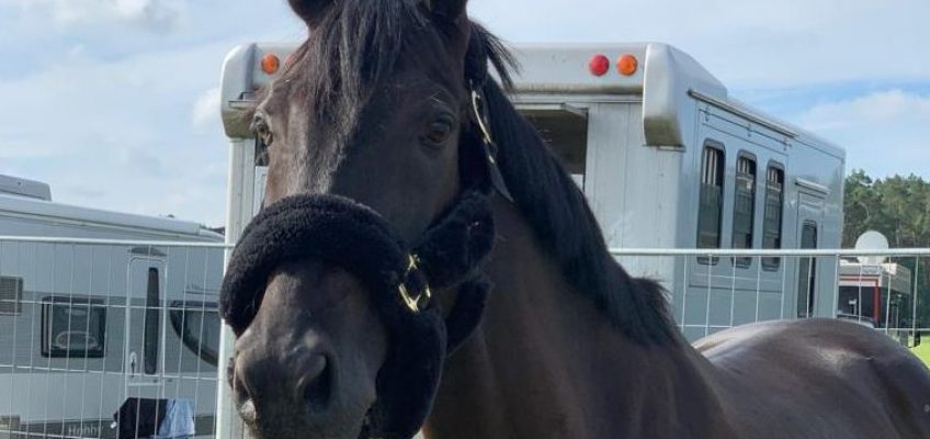 Felix Haßmann gewinnt zum Auftakt im CSI2* in Opglabbeek