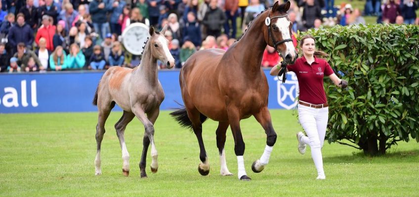 Holstein meets Falsterbo Horse Show: Elitefohlen-Auktion in Schweden