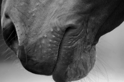FEI bestätigt Herpes-Todesfall in Opglabbeek