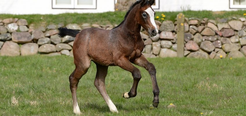 Holsteiner Pferdetage: 28 Fohlen sind im Angebot!