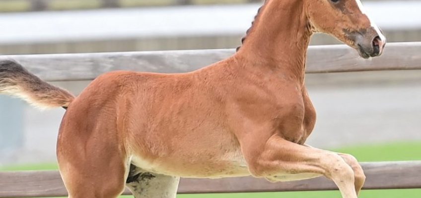 LIVE: Olympia-Flair in Vechta bei den Oldenburgern