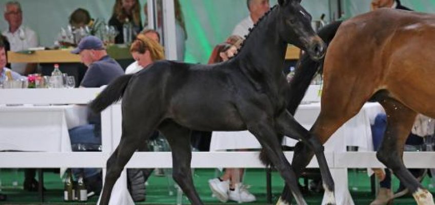 Flanders Foal Auction: Drei Auktionshighlights zu 48.000 Euro!