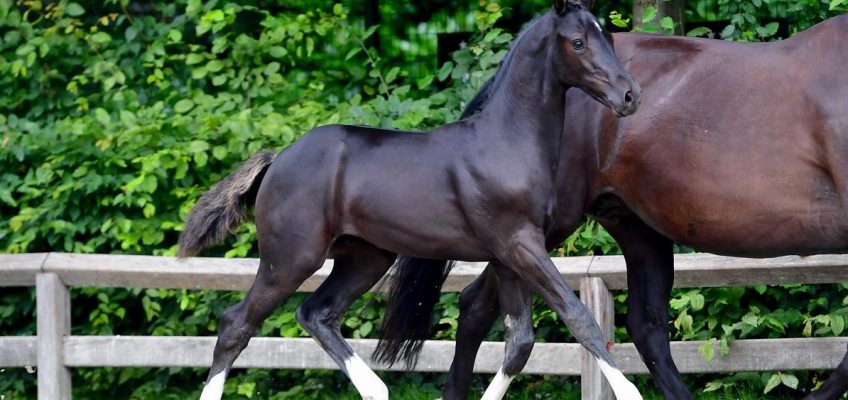 Flanders Foal Auction: from Totilas look-a-like to ‘Tokyo-foals’