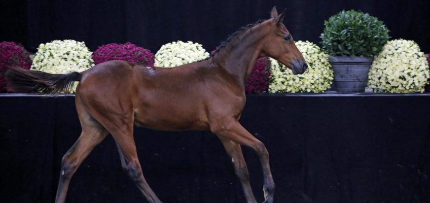 Schockemöhle and Holsteiner Studbook fighting for last foal at Flanders Foal Auction