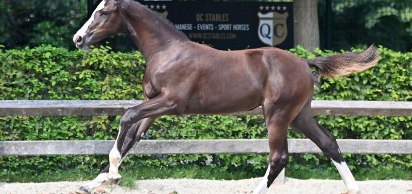Fireworks once more at Flanders Foal Auction