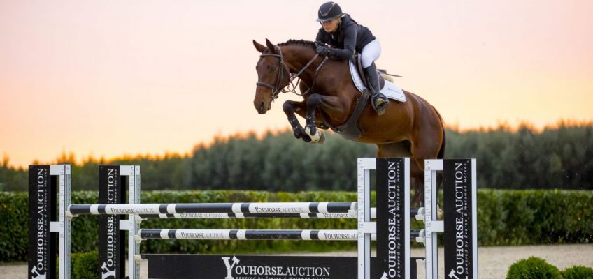 Youhorse.auction has got them: young talents and ones with show experience