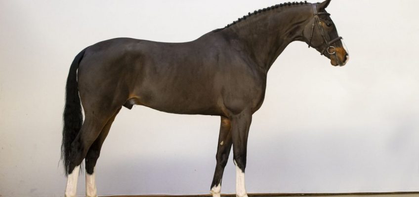 Youhorse.auction horses fly all over the world