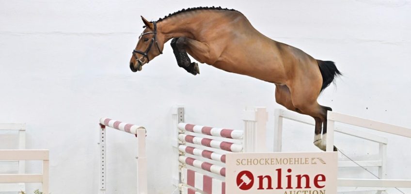 Preisspitze bei Paul Schockemöhles Young Jumpers: 180.000 Euro!