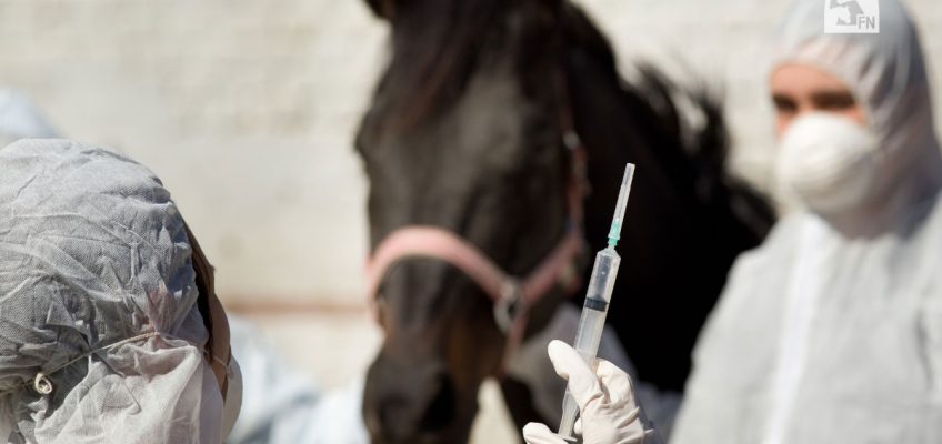 Ständige Impfkommision empfiehlt Herpes-Impfung für alle Pferde!