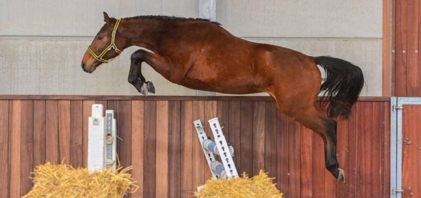 ET Auction: Die neue Young Horse Kollektion ist online