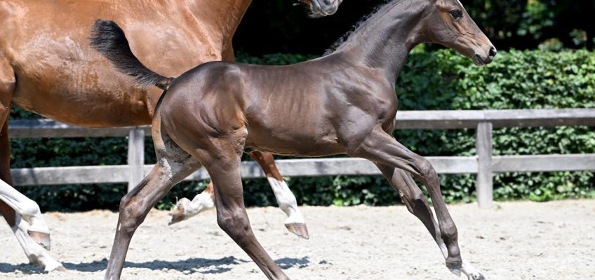 Flanders Foal Auction: „Mit unserer Auswahl bessere Chancen auf Sportpferd der Spitzenklasse“
