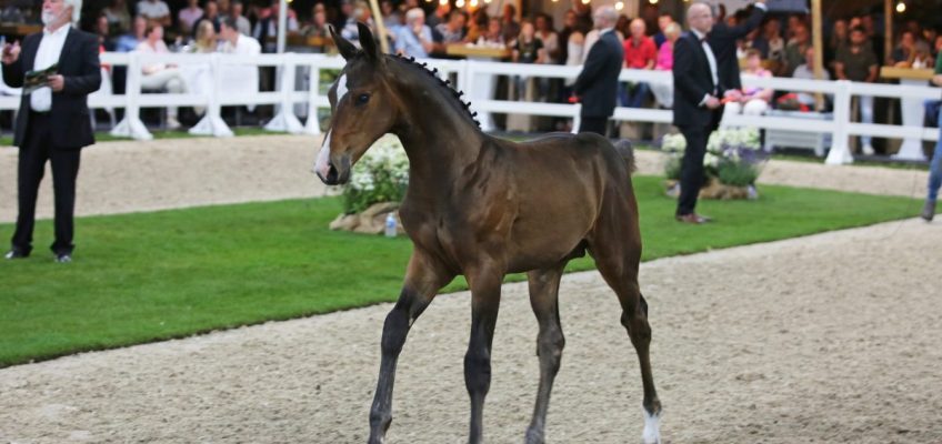 Flanders Foal Auction kicks off auction season with an average of more than 24,000 euros