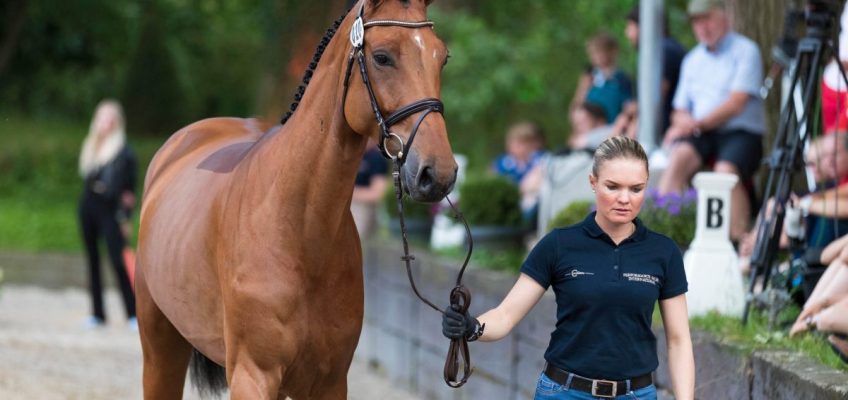 285.000 Euro für Chac Boy-Sohn bei Hof Kasselmann & Schockemöhle Auktion