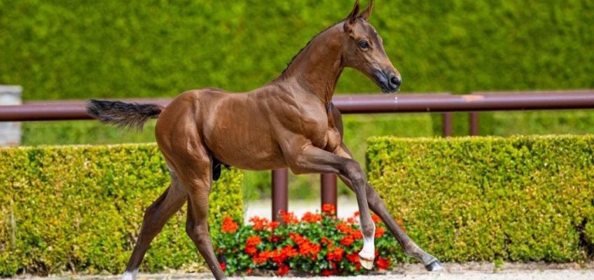 Final sprint at the Trigon Foal Auction II: Latest news!